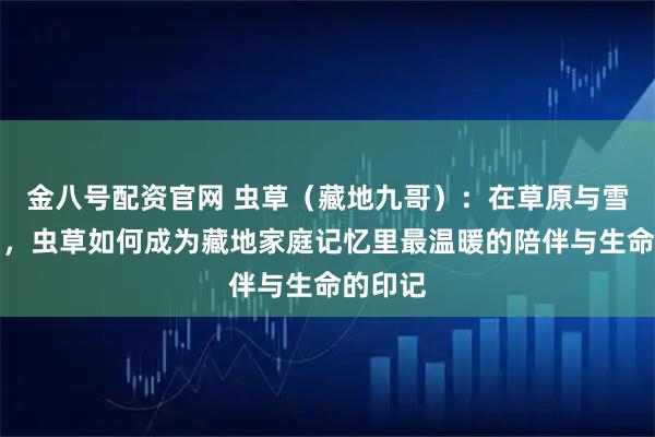 金八号配资官网 虫草（藏地九哥）：在草原与雪山之间，虫草如何成为藏地家庭记忆里最温暖的陪伴与生命的印记
